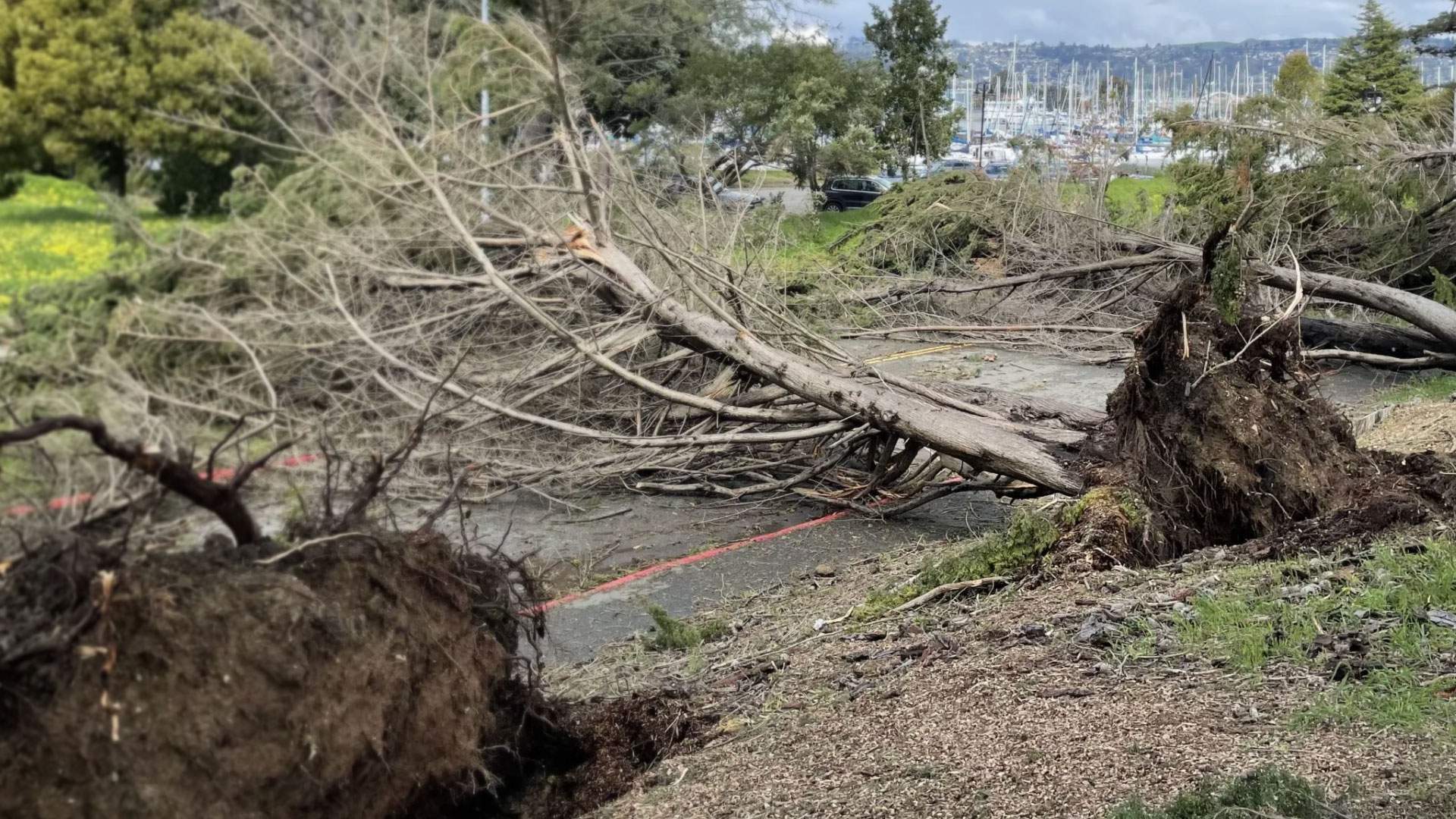 Uprooted trees blown down across a paved path after a storm, awaiting emergency clearing crews