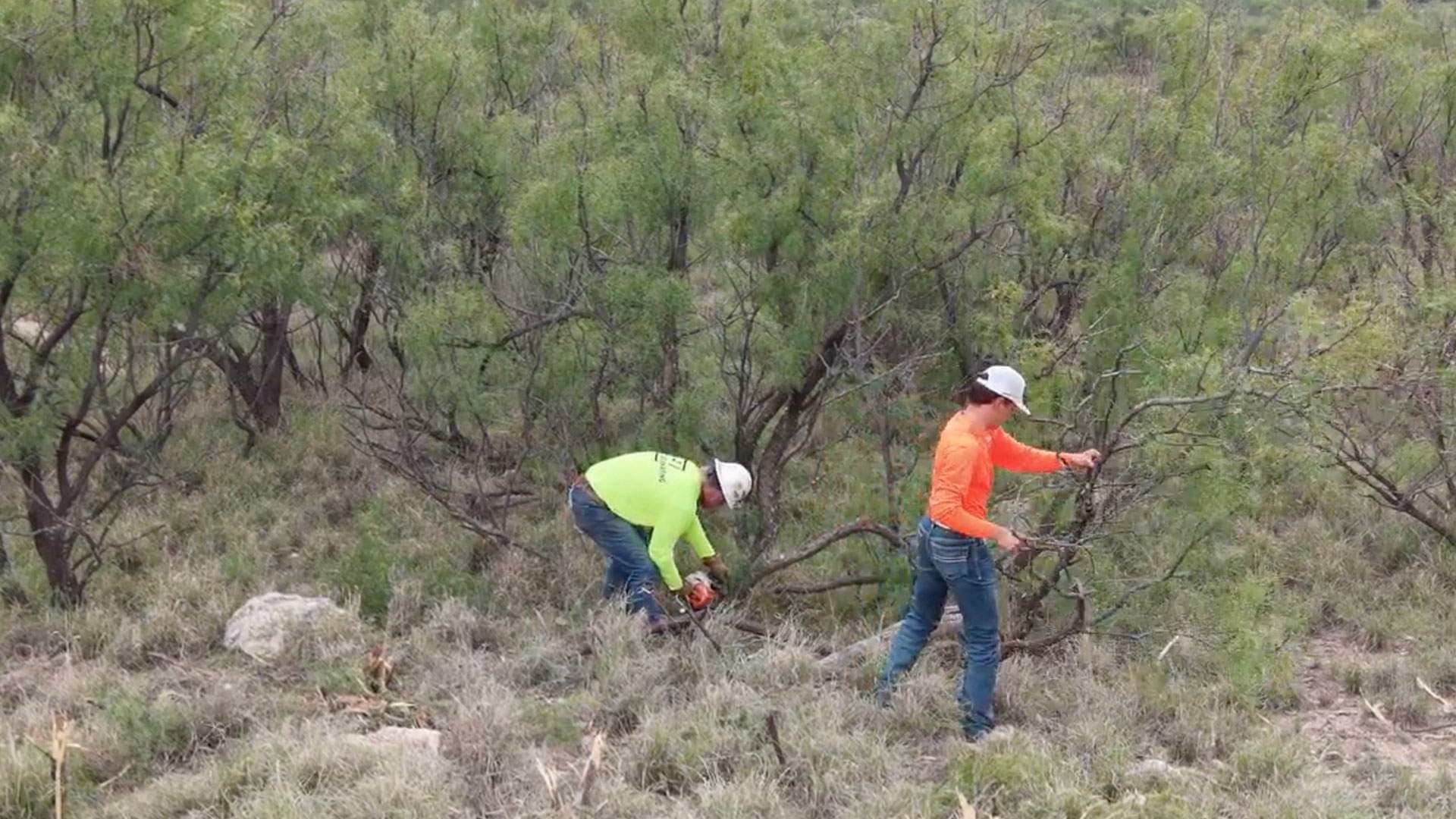 Two crew members in hard hats hand-cutting mesquite with a chainsaw during a vegetation management pass
